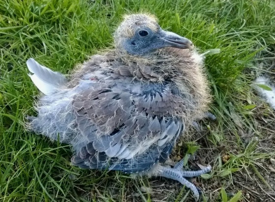 Добавьте описание