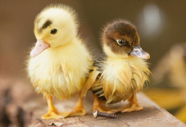 Добавьте описание