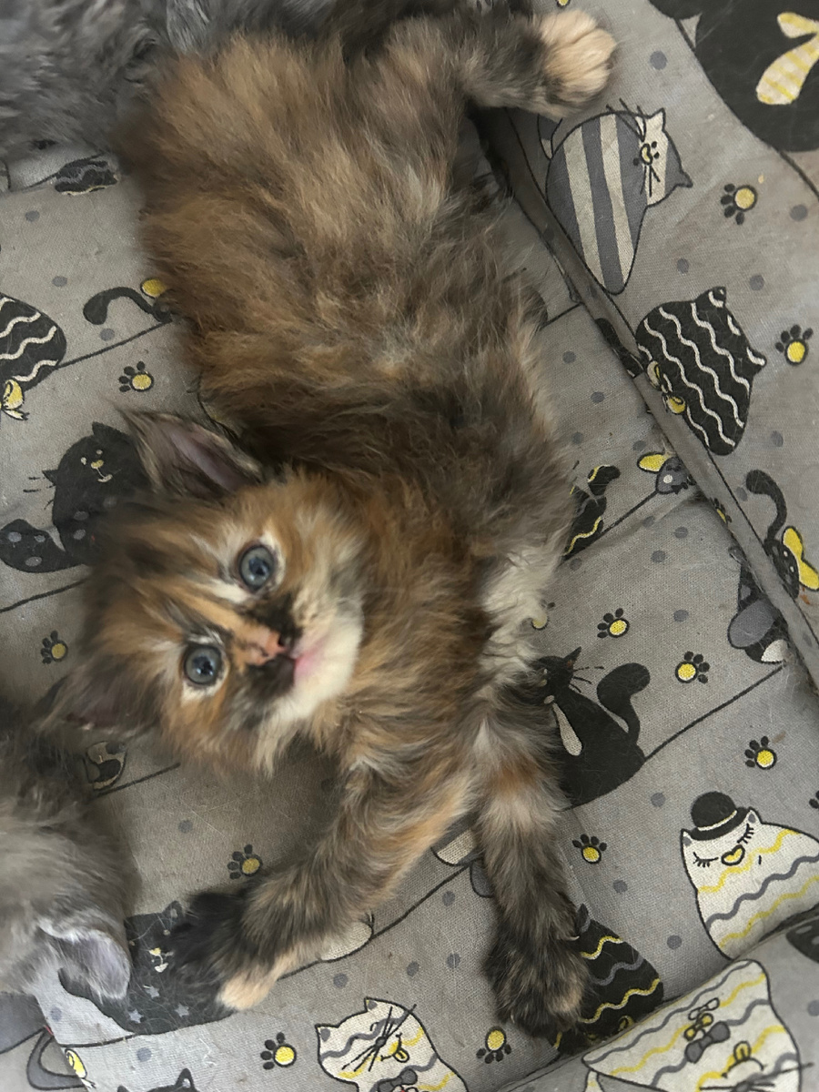 Алисин котенок