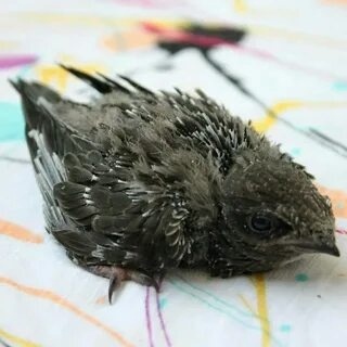 Птенец стрижа