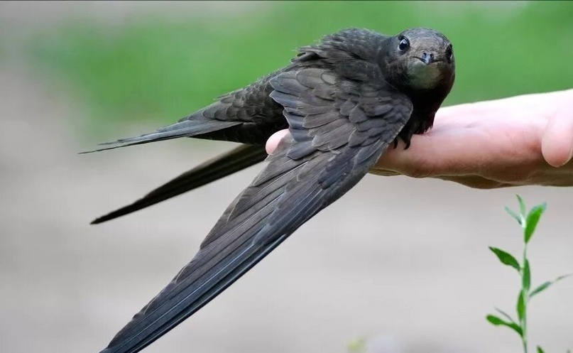 Взрослый стриж