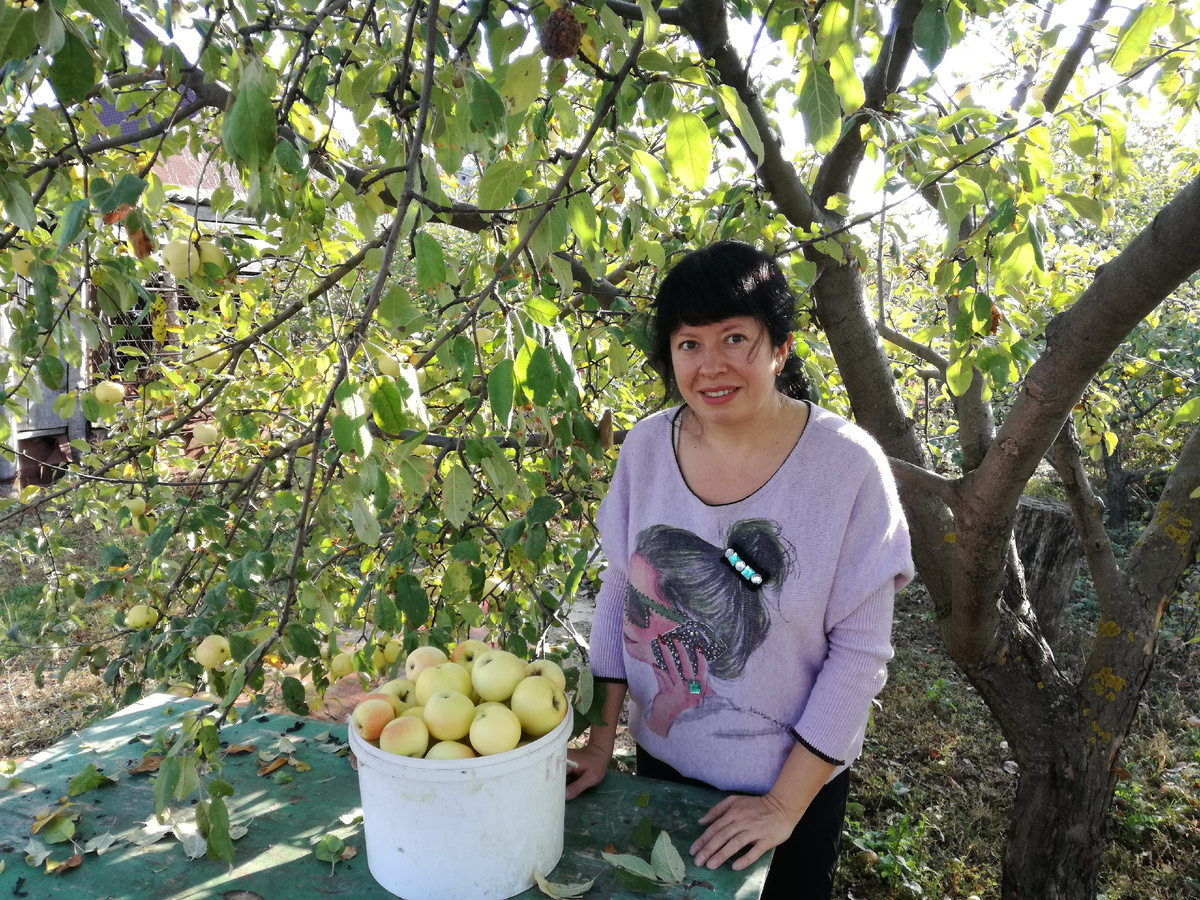 Яблоко от яблоньки