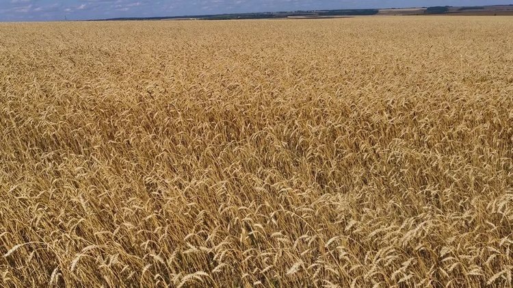    Первый миллион тонн зерна нового урожая собран в Воронежской области