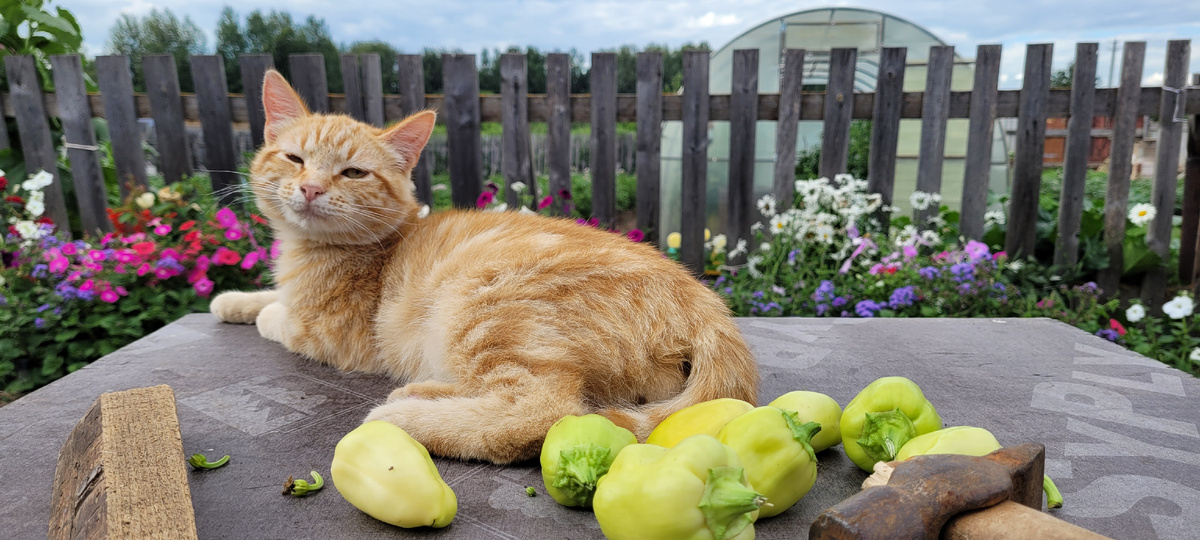 Ну и куда без котиков