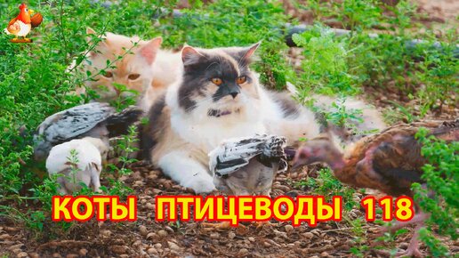 Пушистые коты птицеводы Айс и Ася (серия 118) 🪿🦆🐓 Котики присматривают за цыплятами 🐥🐤😹