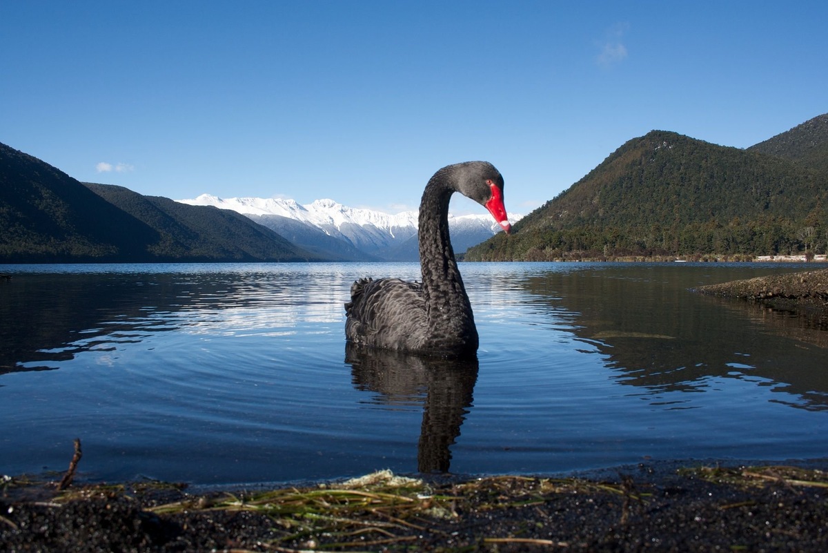 Яндекс. Картинки.