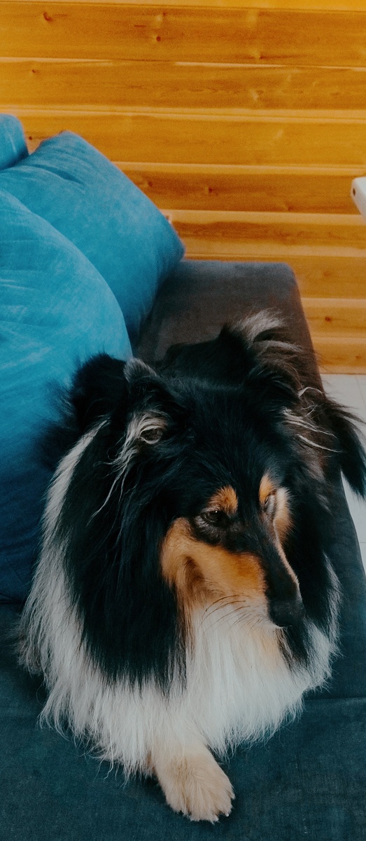 Живанши любит поваляться на диване