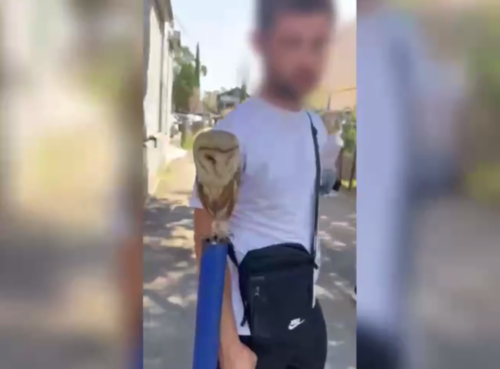    Фото: скрин видео из Telegram-канал УВД по городу Сочи