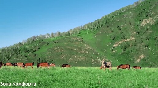 СБОРНИК МЕЛОДИЙ, НАПОЛНЕННЫЙ НЕЖНОСТЬЮ. СИМФОНИЯ, ЗАСТАВЛЯЮЩАЯ СЕРДЦЕ БИТЬСЯ СИЛЬНЕЕ