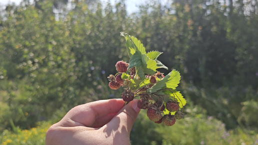 Завершился сезон лесной клубники