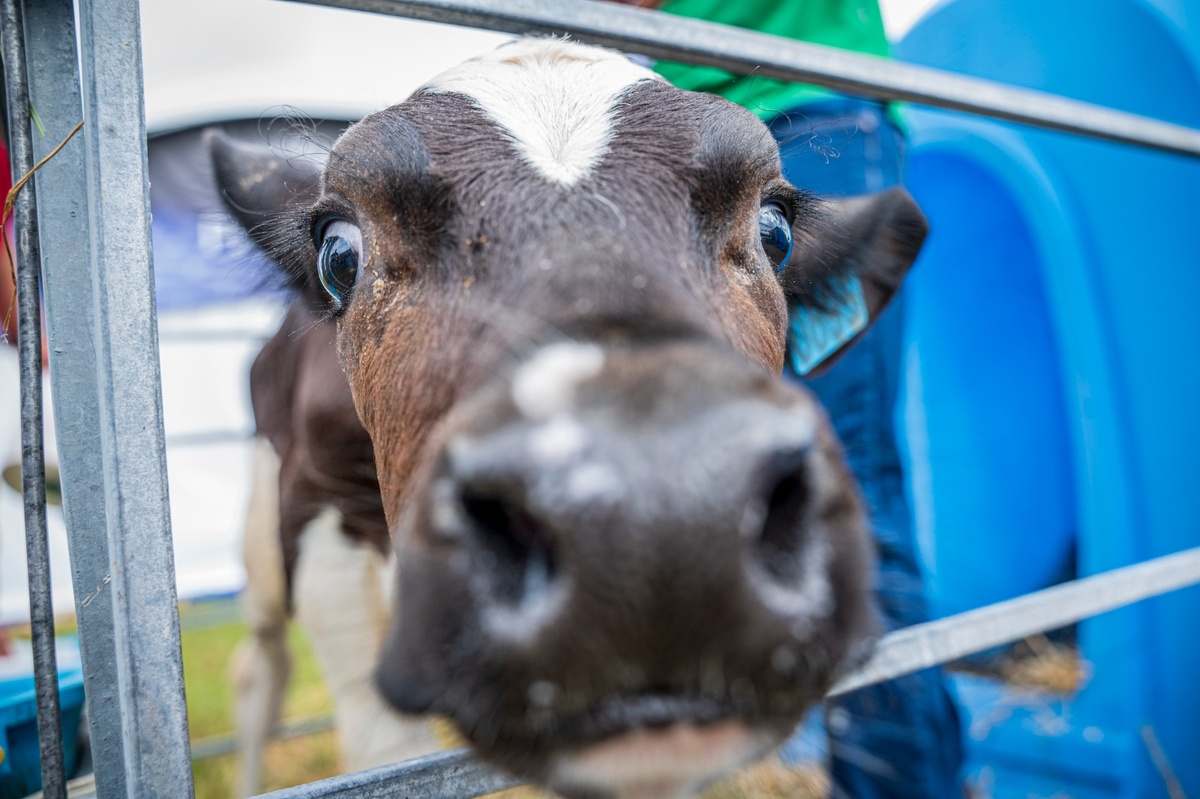 Фото предоставлено пресс-службой администрации г.о. Домодедово