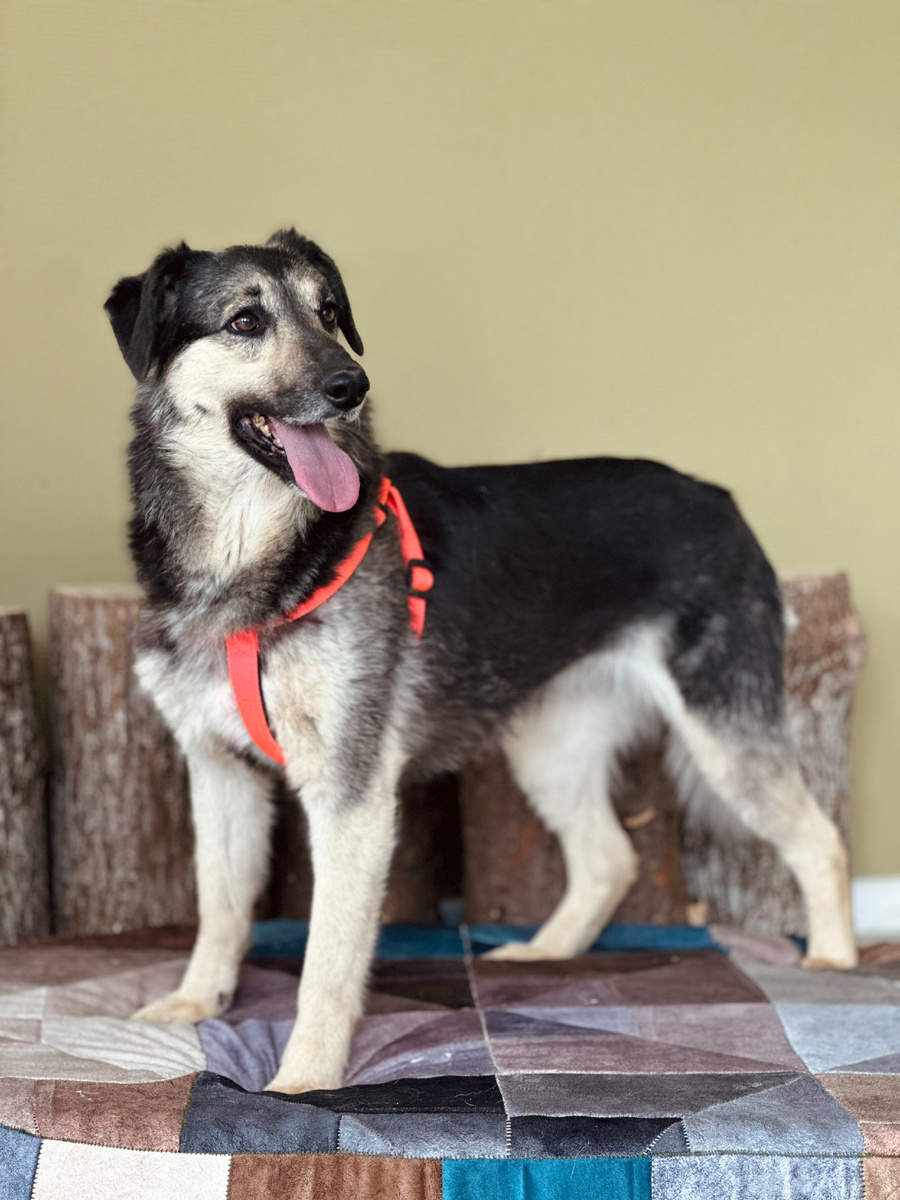 Мистик ищет свою семью.