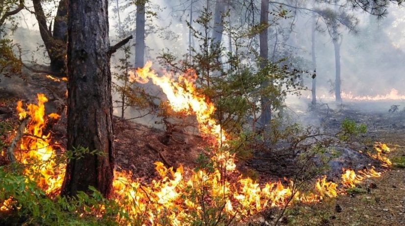 Фото: ФГБУ «Заповедный Крым»