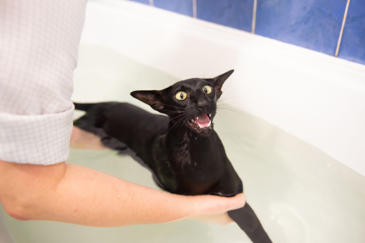Почему кошки боятся воды
