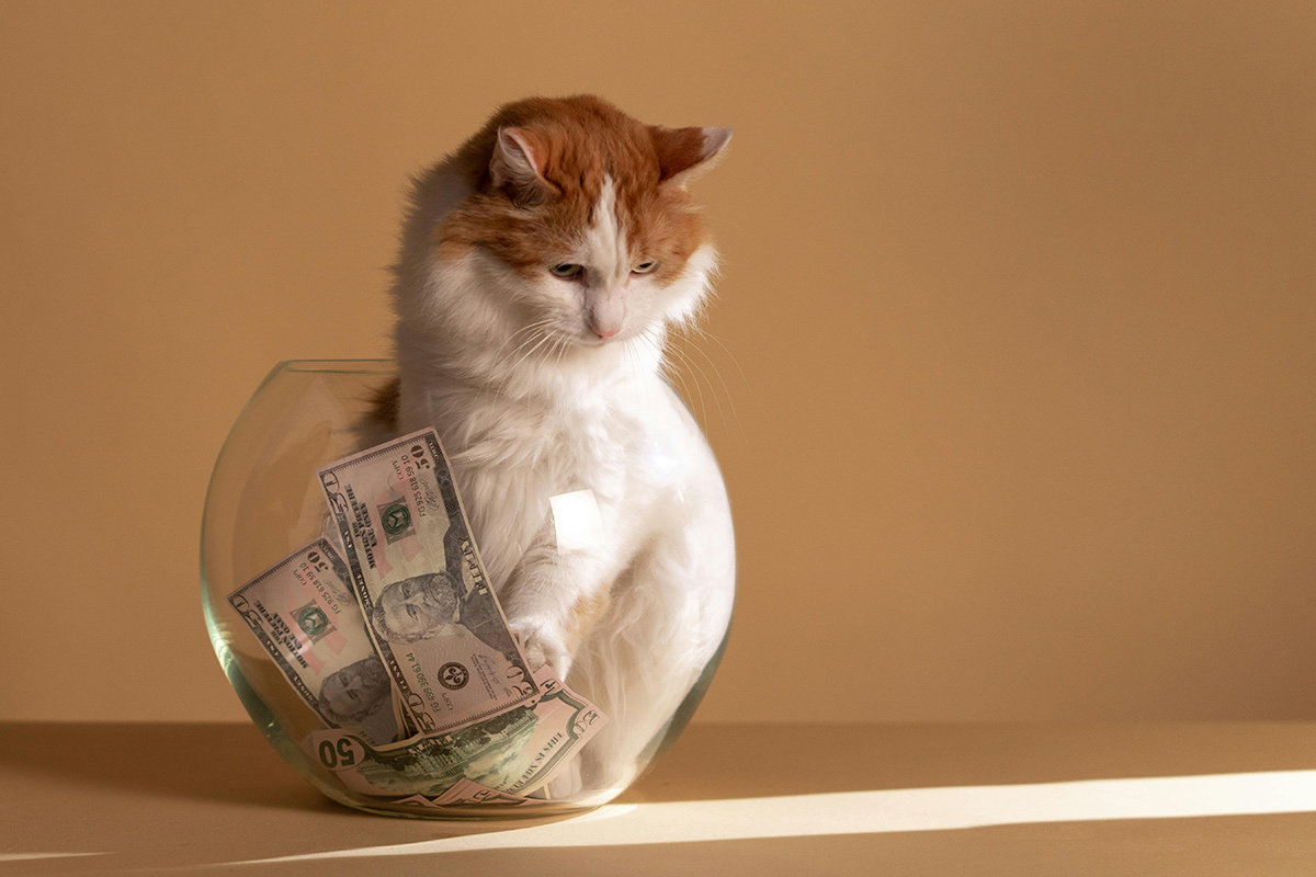    Фото: cottonbro studio / Pexels.com