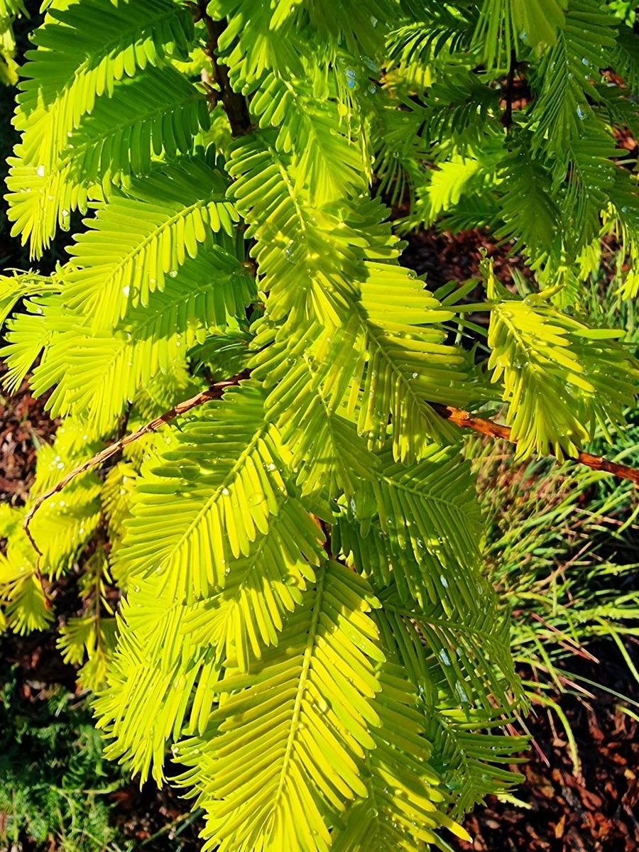 Metasequoia glyptostroboides 'Gold Rush' (‘Ogon’) в моем саду. Анапа.