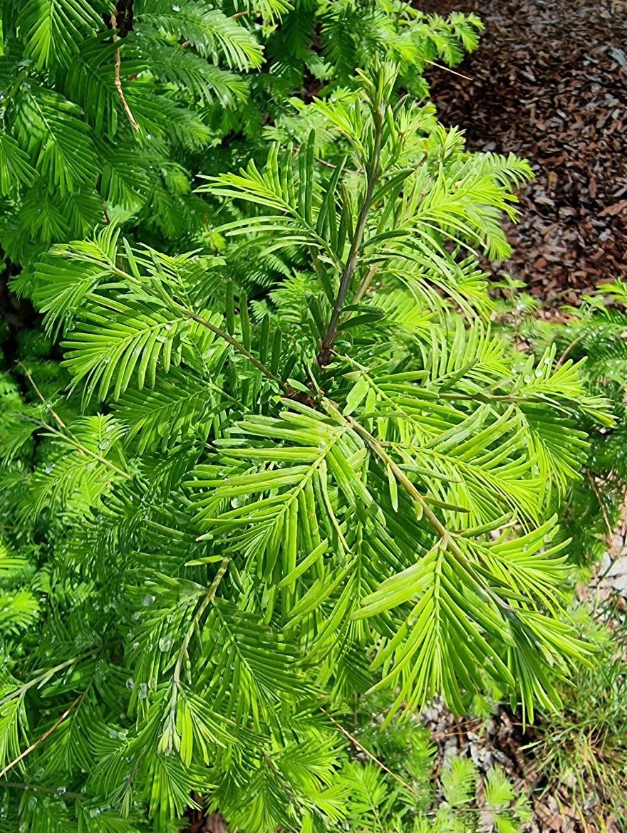 Нежная мягкая хвоя Metasequoia glyptostroboides.