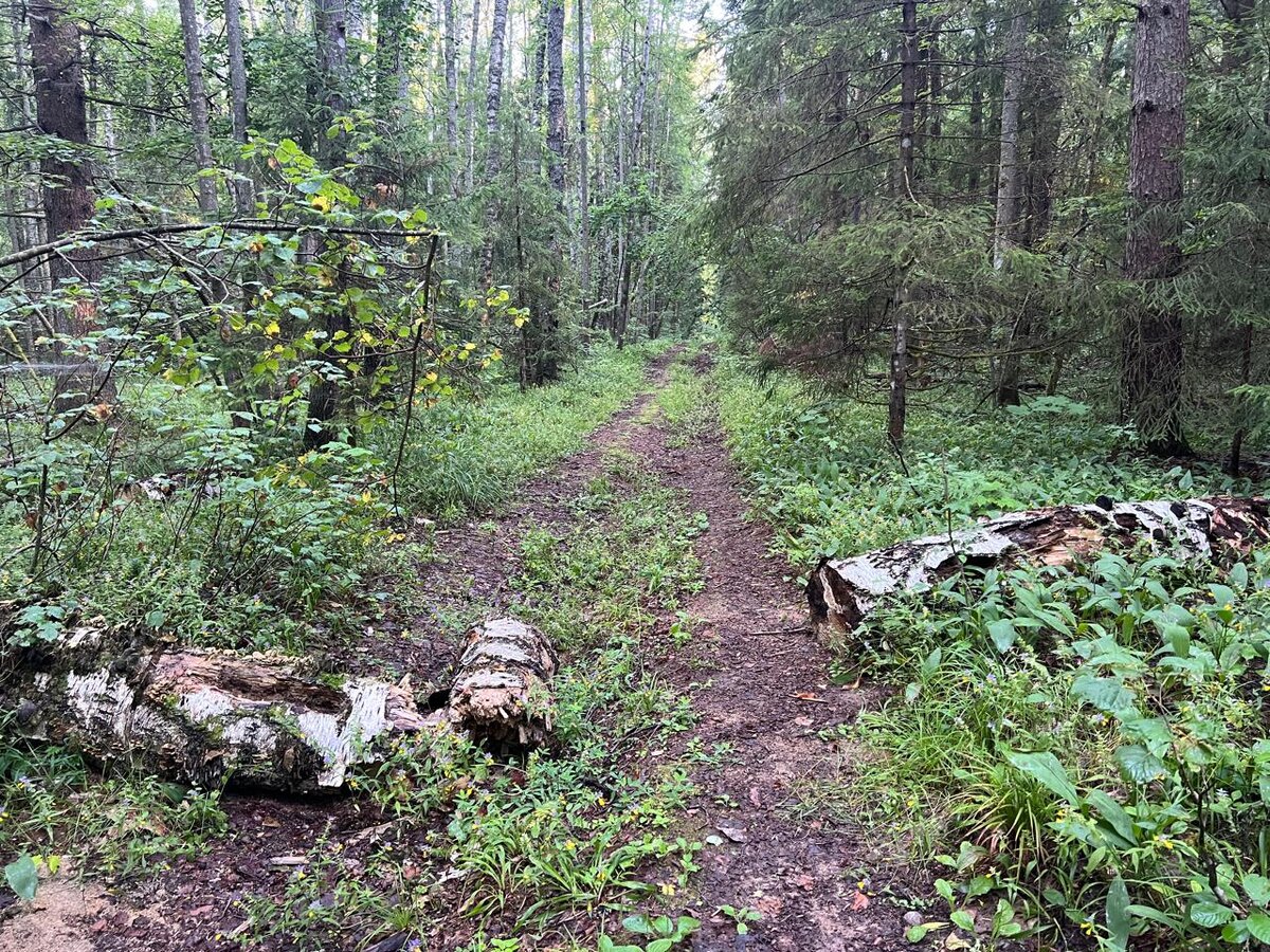 Фото автора. 23.07.2024 