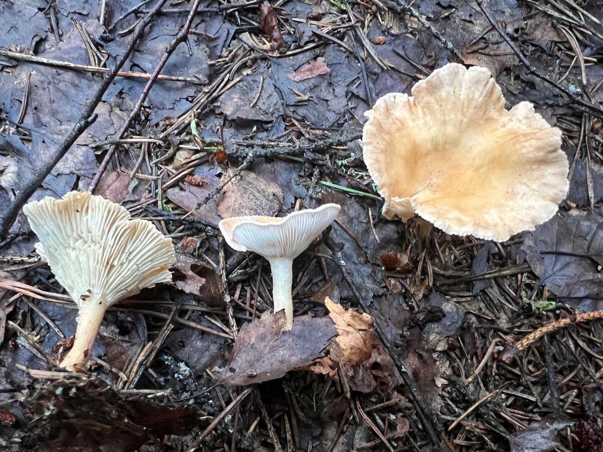 Фото автора. 23.07.2024 