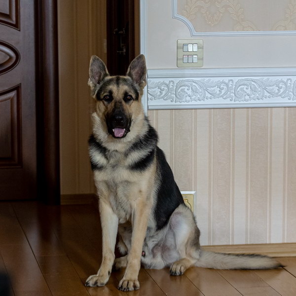     Мухтар вернётся на НТВ спустя 20 лет