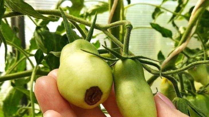 Даже фото нам принесла