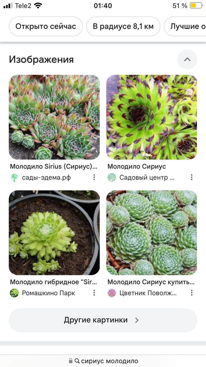 Скриншот автора страницы поиска Яндекса. При покупке ориентировалась на верхнюю правую картинку, выросли нижняя правая и верхняя левая (. 