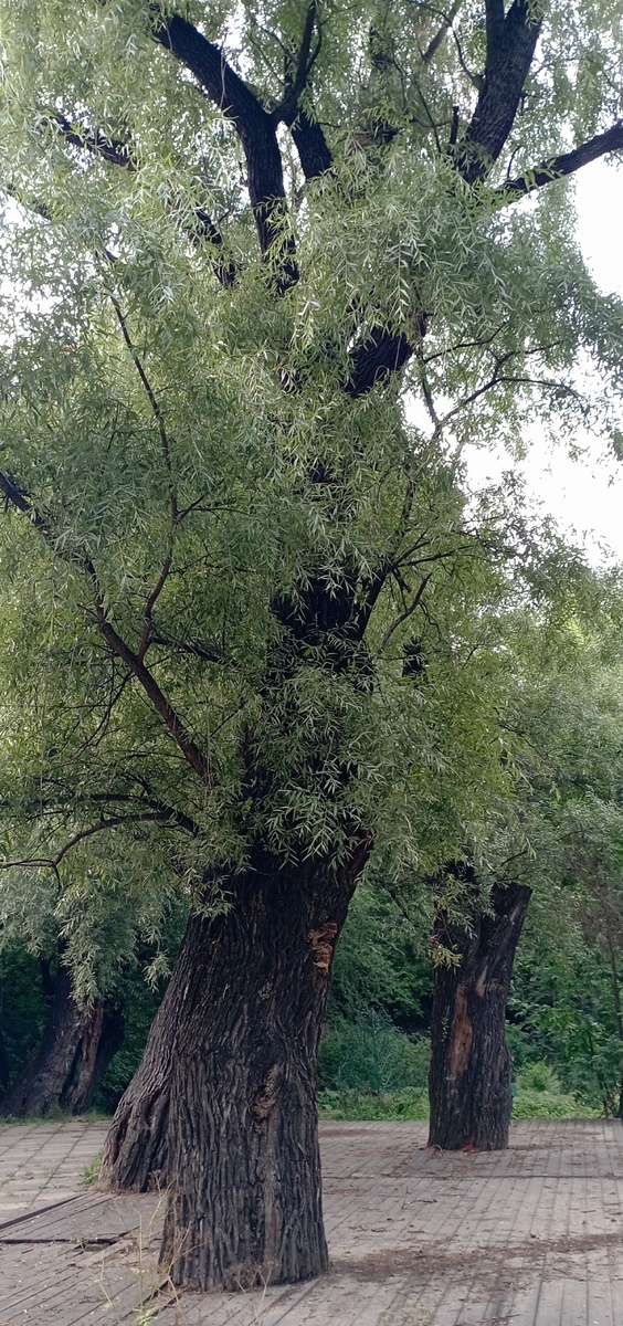 Вековые деревья в парке Отрада. Здесь и далее фото автора или из личного архива автора, если не указано иначе.