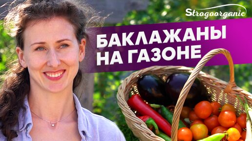 Это возможно? Выращиваем баклажаны прямо на газоне / Ученицы Strogoorganic