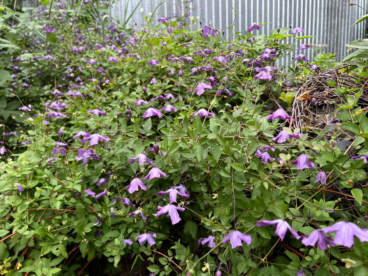 Клематис Витицелла