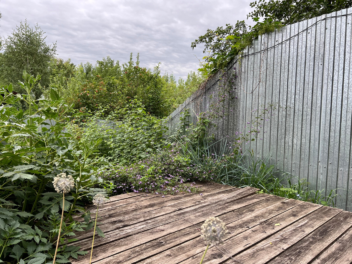 Клематис, середина июля