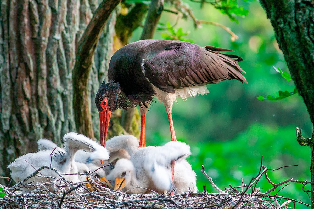    Фото: Maris Maskalans / Shutterstock.com