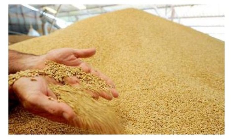    2 млн тонн зерна у аграриев Саратовской области