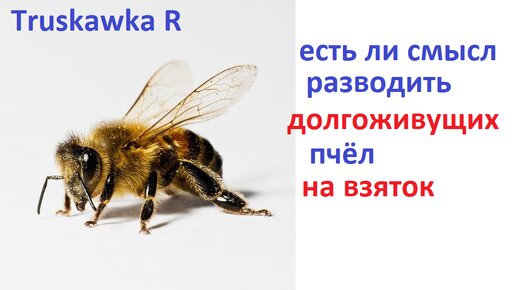 Пчёлы. Что будет, если долгоживущих пчёл отправить за мёдом? Принесут больше или нет?