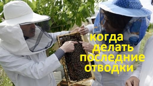 Пчёлы. Последние отводки на пасеке в сезоне. Размеры и сроки. На мёд и на запасных маток