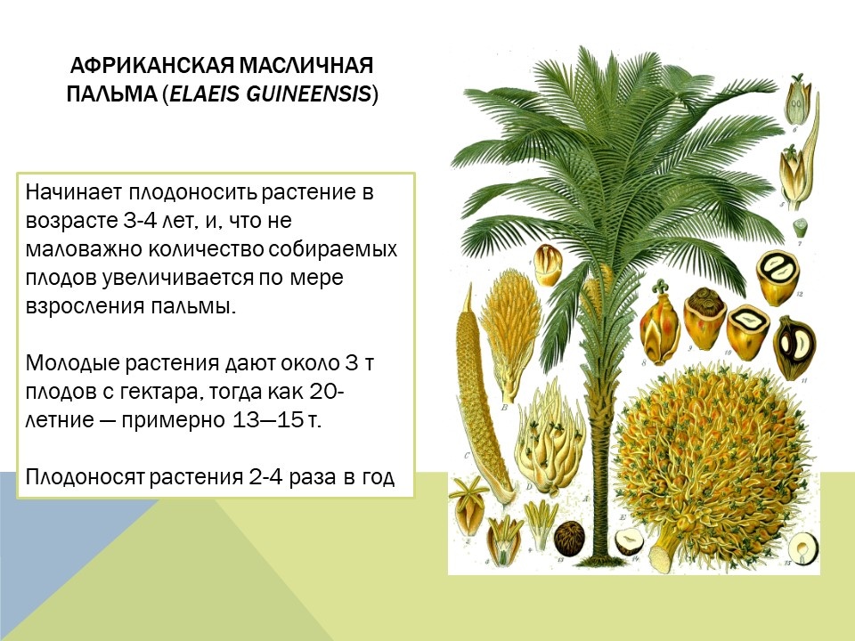 (коллаж собственность канала "Невыдуманные истории еды")