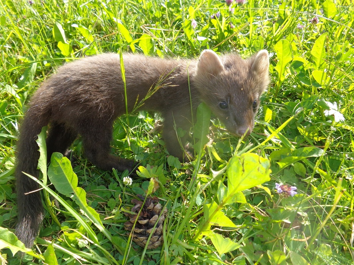 Ника маленькая