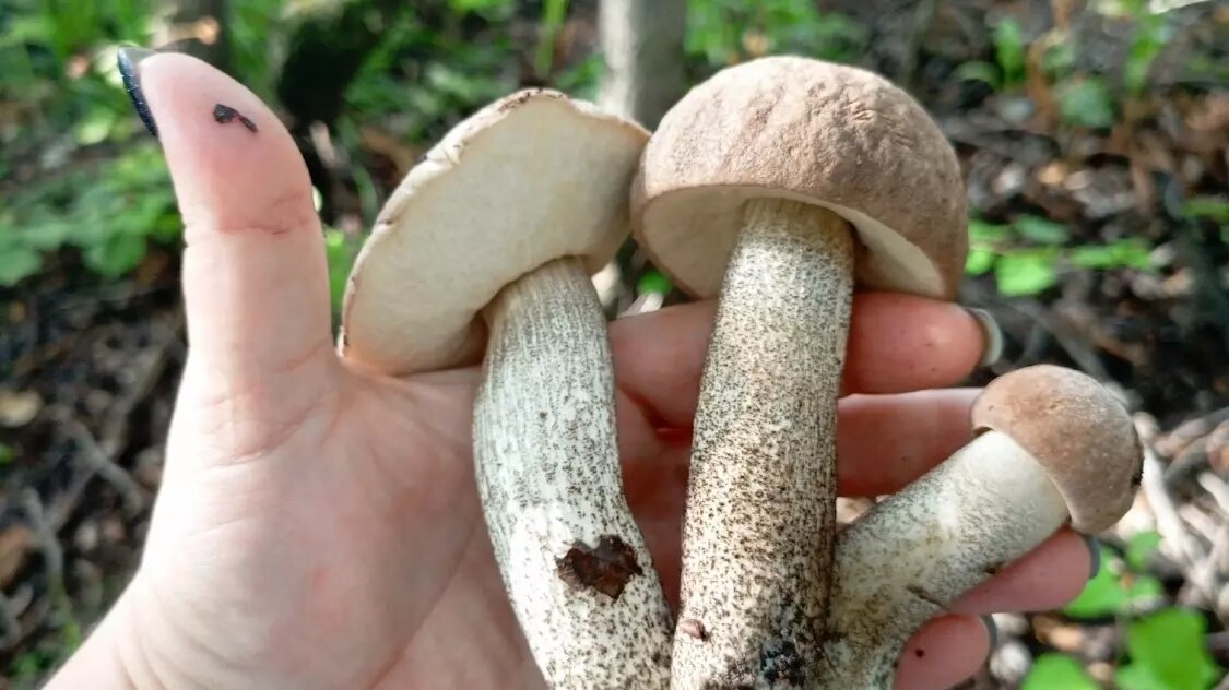     Автор: Ольга Ш Источник: vk.com/gribmestann