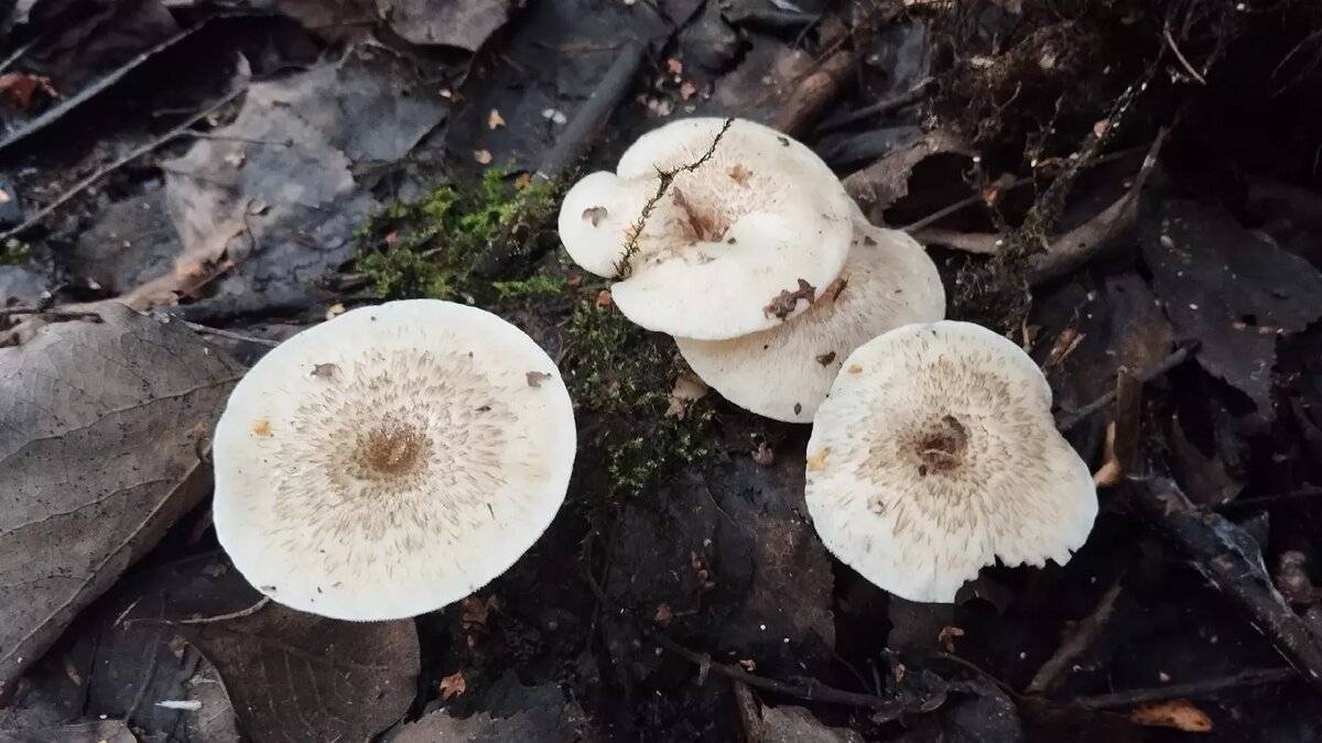     Автор: Александр П Источник: vk.com/gribmestann