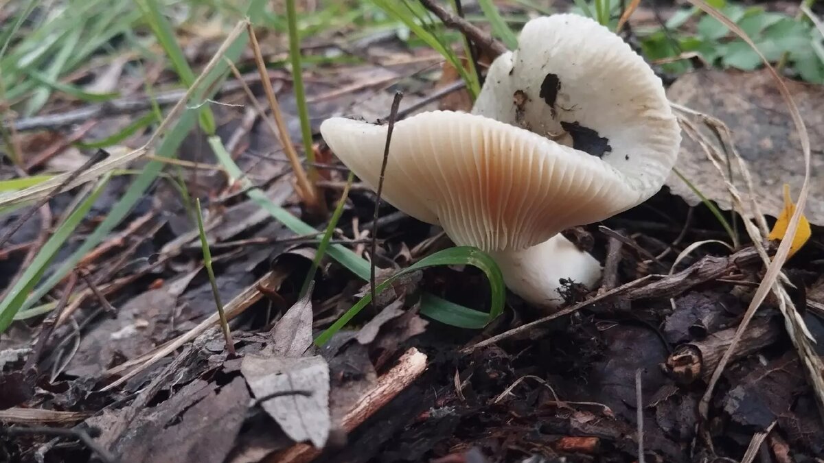     Автор: Александр П Источник: vk.com/gribmestann