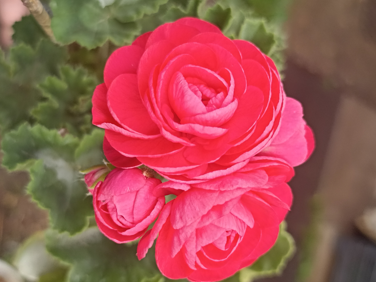 Просто фото. Название и описание всех красоток будет позднее. 