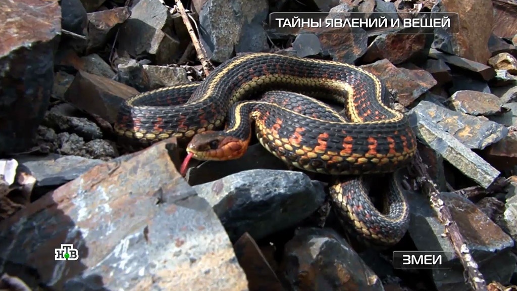    Змеи: как не стать жертвой гадюки на собственной даче