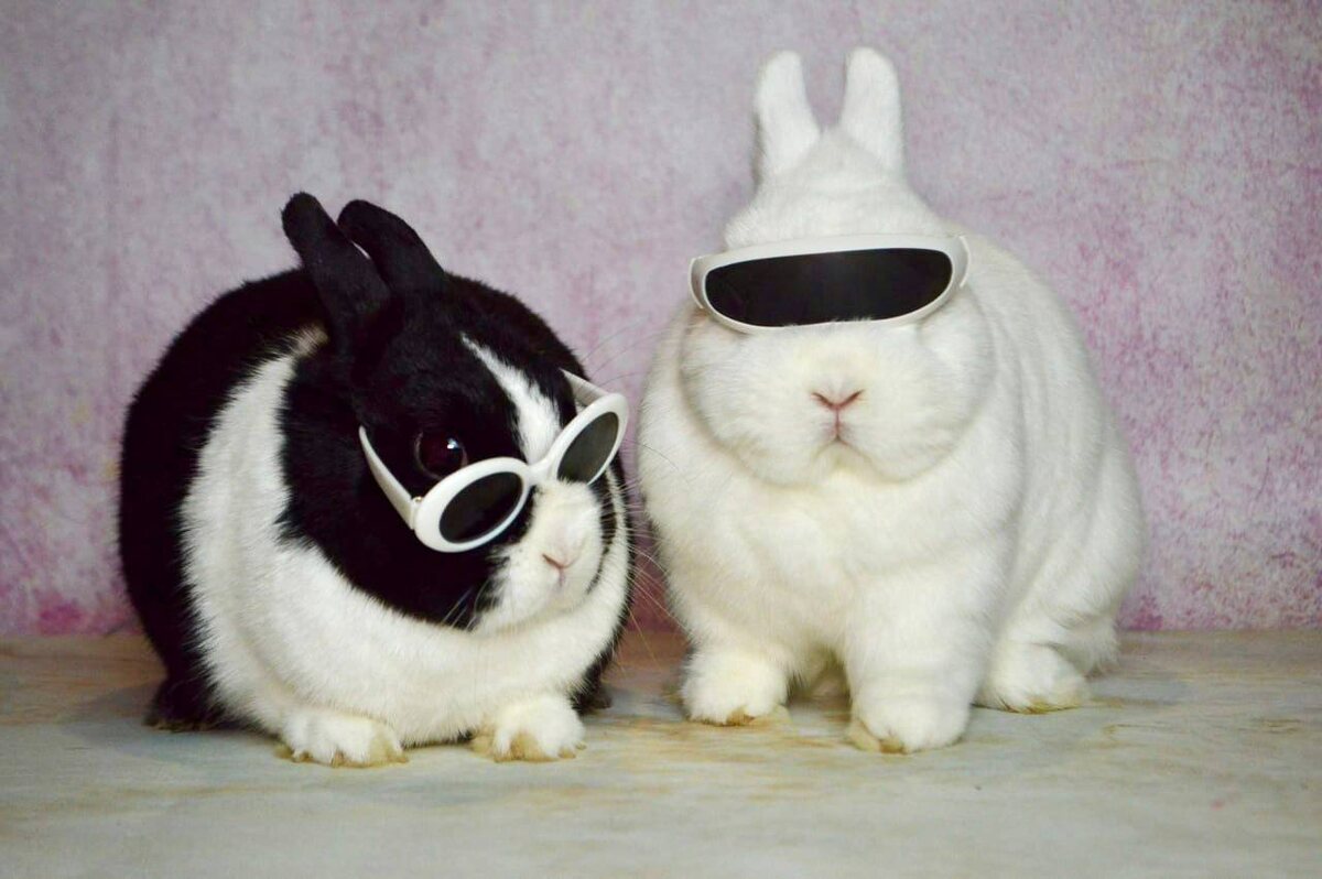 Как меня встречают друзья, после того, как два часа прождали моего появления, ведь я совсем забыл о встрече. :) Источник: Наши ультракрутые Панда и Рафаэль из Зайкафе!