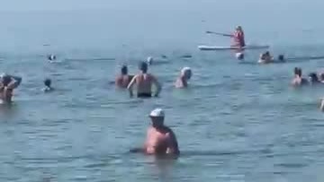 Дельфины на отдыхе)