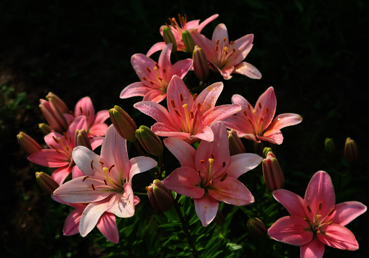 Лилии в вечерний час. Фото Наталии ТРОФИМОВОЙ.