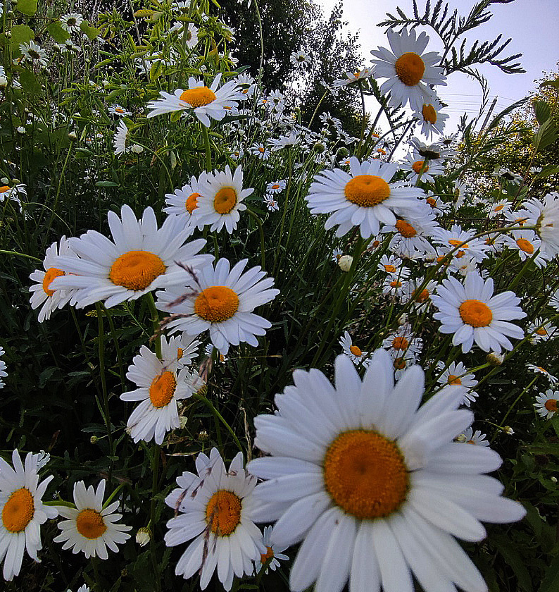 Ромашки и красивы, и просты. Фото Татьяны ОБОРИНОЙ.