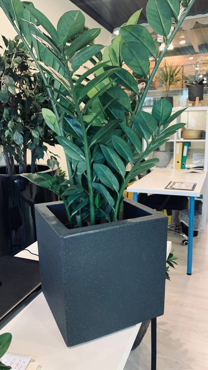 Искусственный Замиокулькас в кашпо Куб Schio бренда Teraplast