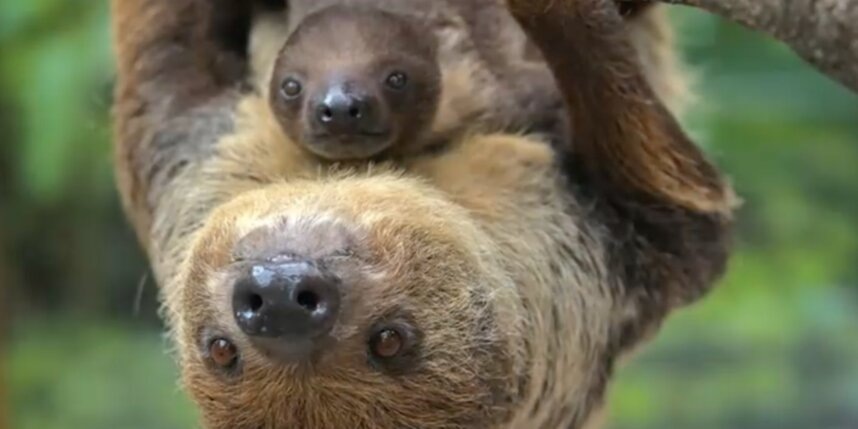    Скриншот видео Ленинградского зоопарка