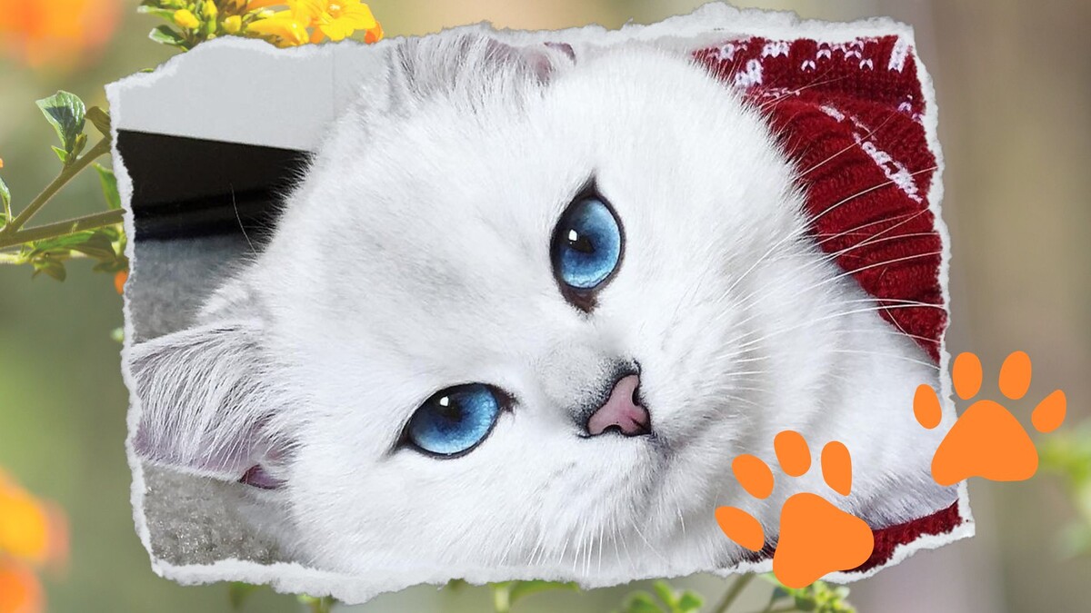 Коби