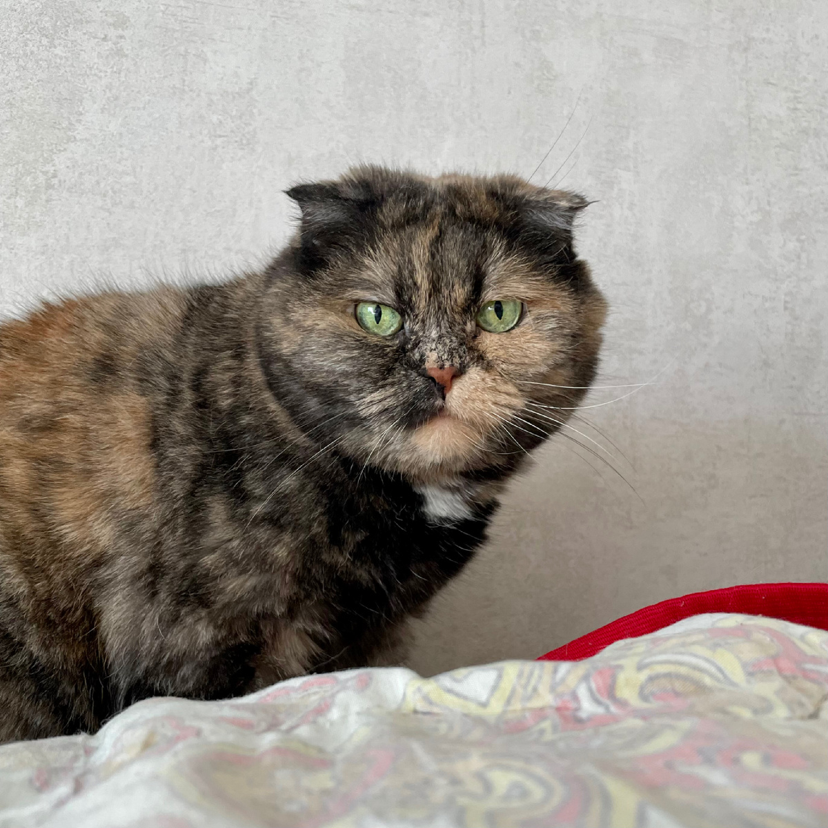  Кот это такое животное, которое слушаться и выполнять команды хозяина но будет. Это вам не собака какая-то послушная.-4
