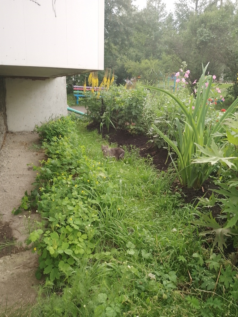 Молодая кошка резвится в траве